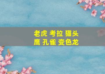 老虎 考拉 猫头鹰 孔雀 变色龙